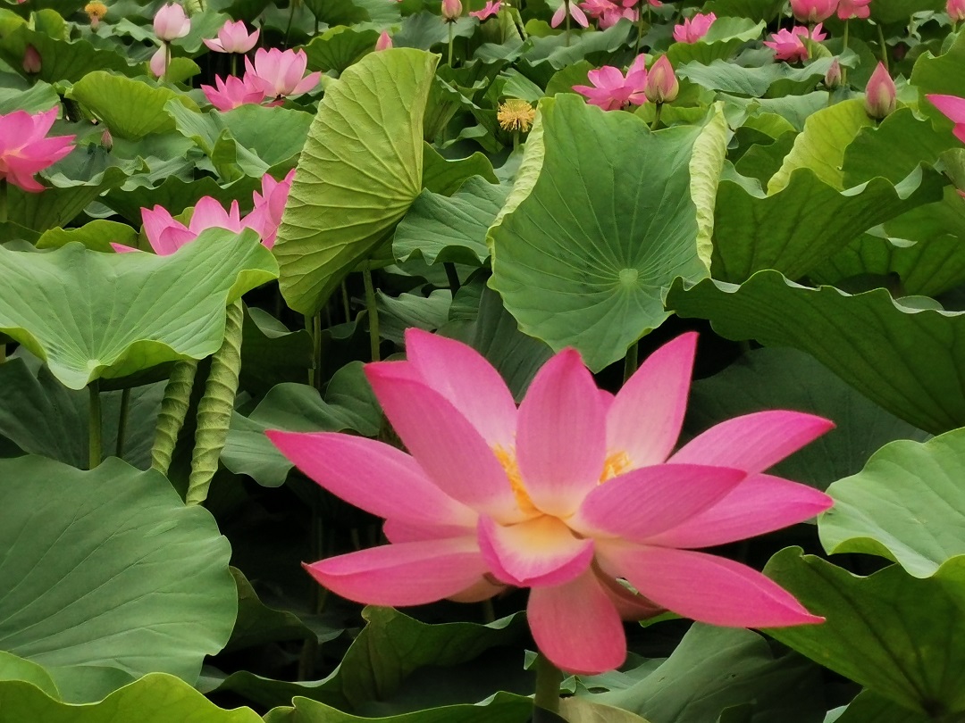 风韵丰满熟妇啪啪区老熟熟女