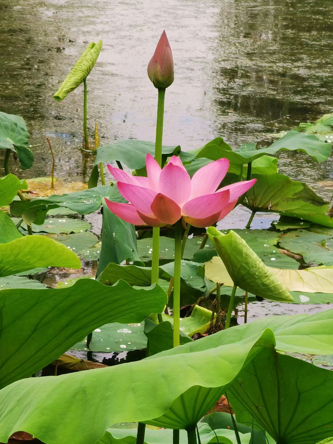 风韵丰满熟妇啪啪区老熟熟女